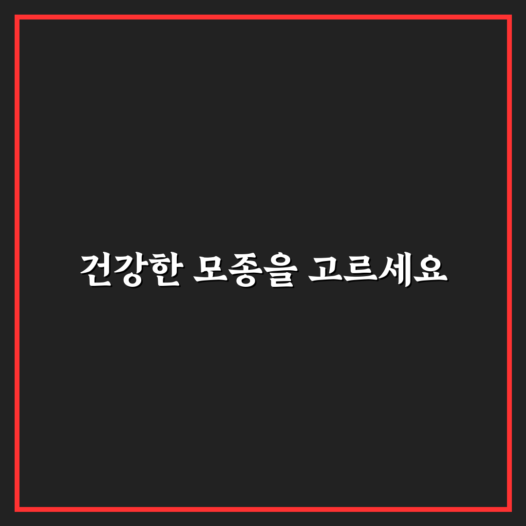 독일붓꽃 모종 선택 기준과 관리법 총정리